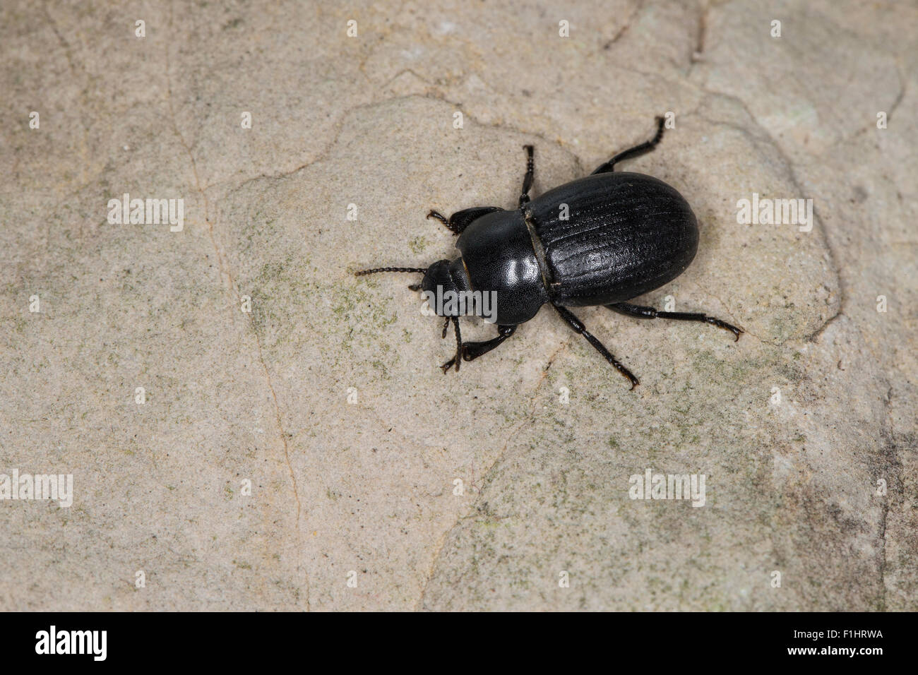 Darkling beetle, Schwarzkäfer, Bioplanes meridionalis, Tenebrionidae, darkling beetles Stock Photo