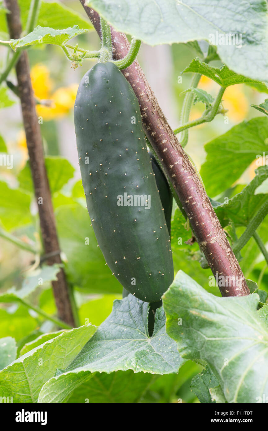 Cucumis Sativus. Cucumber fruit on the vine supported by a hazel stick ...
