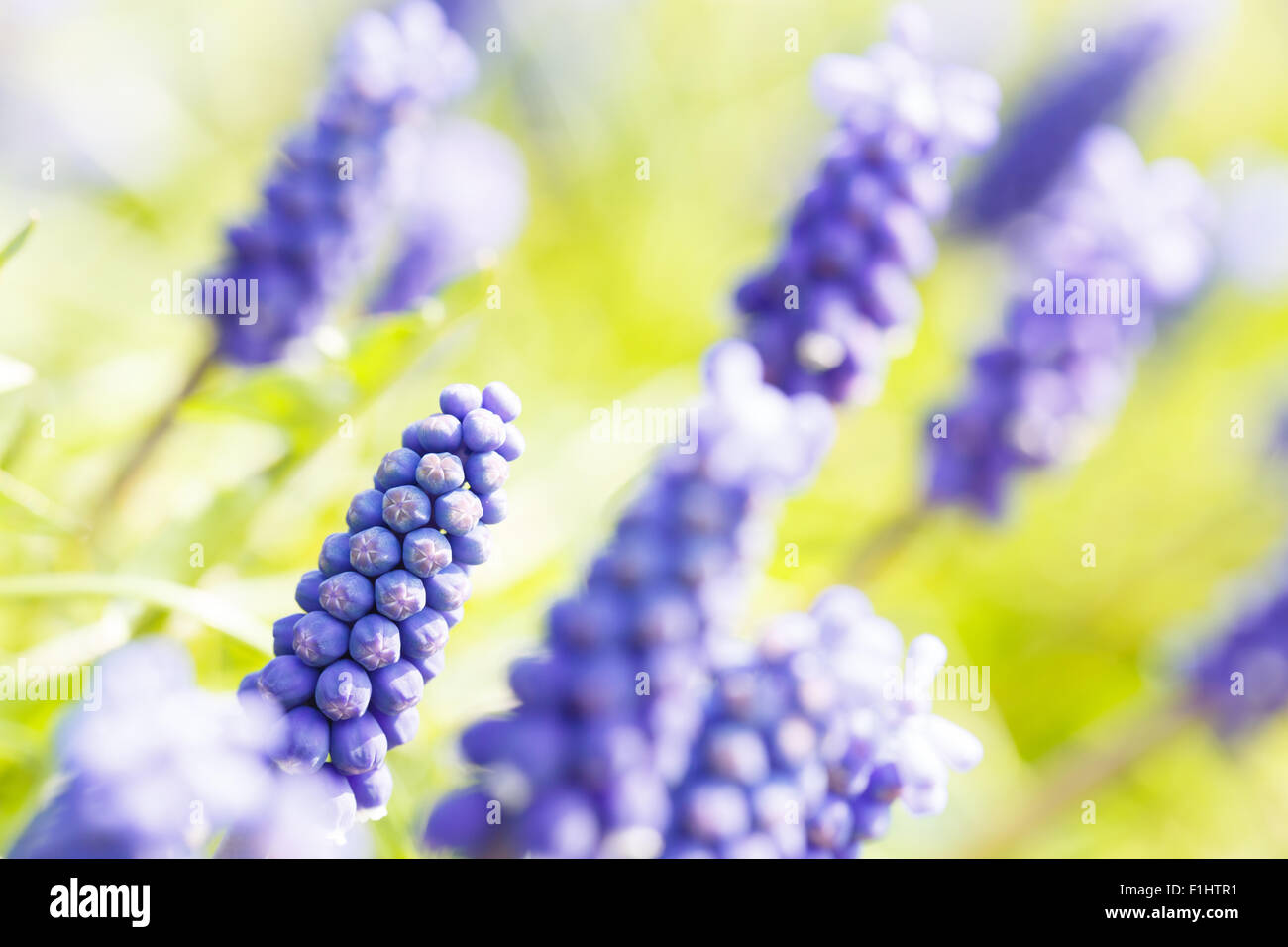 Hyacinth in spring time Stock Photo