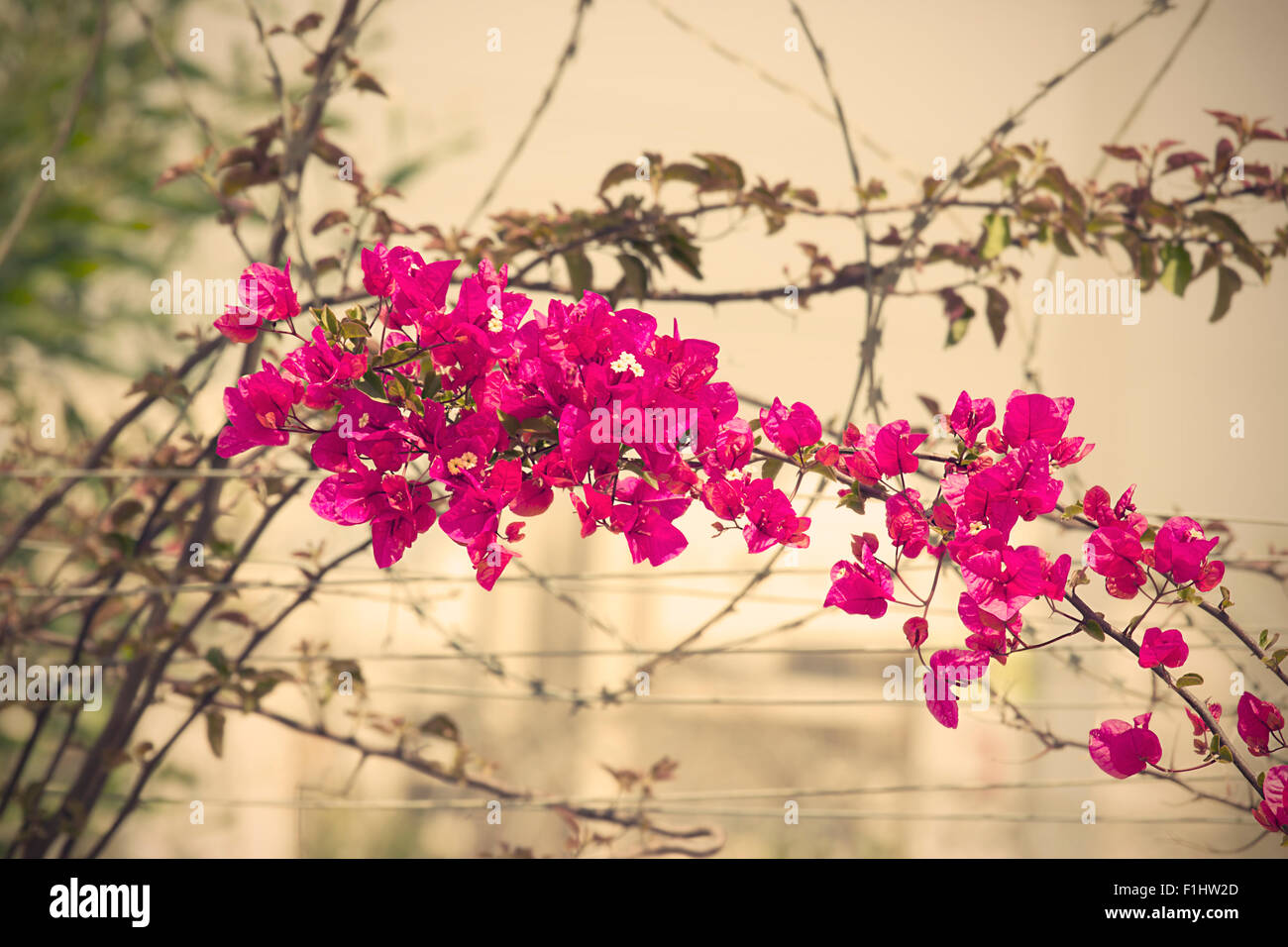 Spring flowers in Israel Stock Photo - Alamy