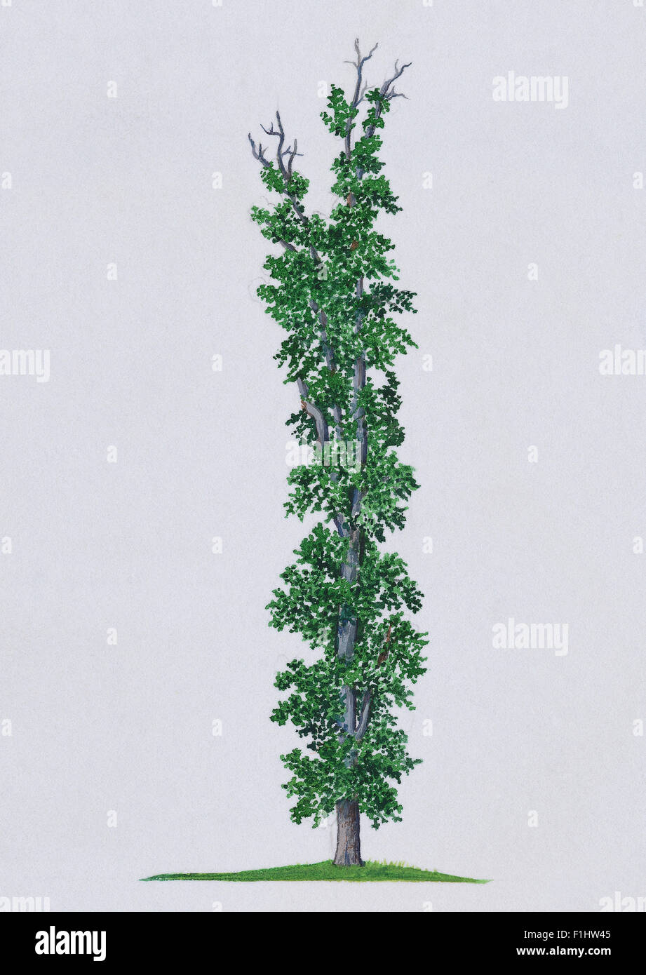 Illustration of Eucryphia cordifolia (Ulmo Stock Photo - Alamy