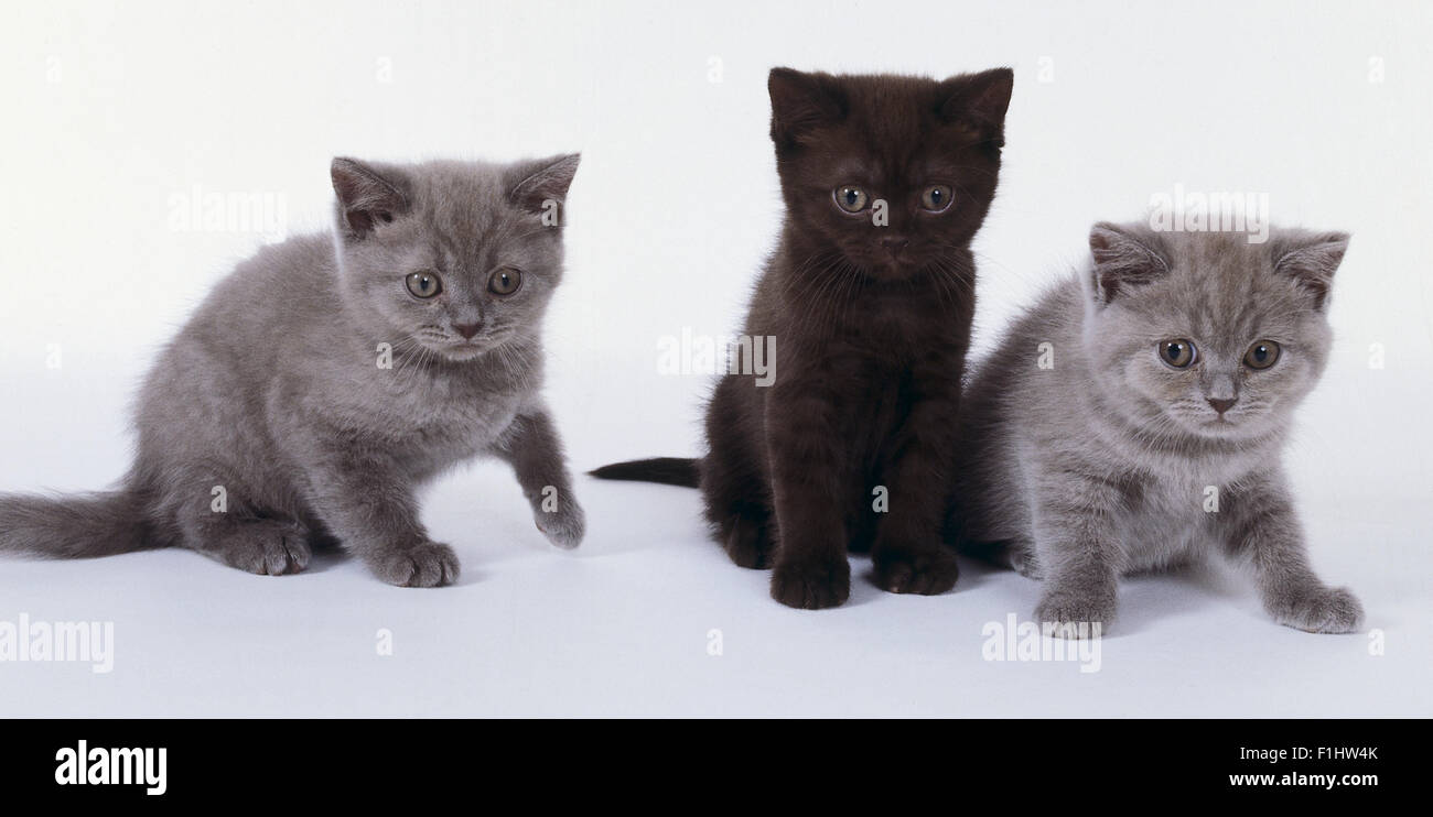 lilac british shorthair kittens for sale