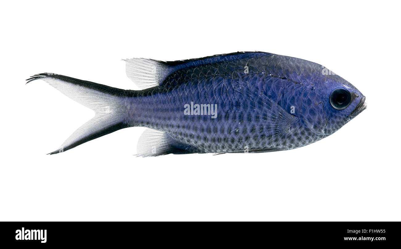 Blue Chromis: A blue fish with dark fins and eyes. Stock Photo