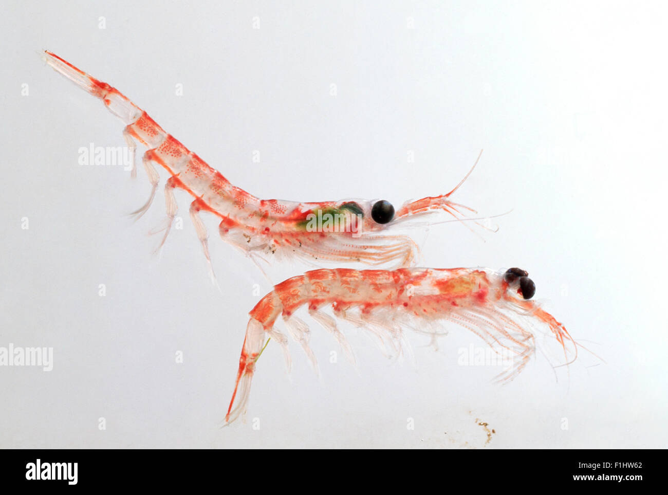 Two Antarctic Krill (Euphausia superba) Stock Photo