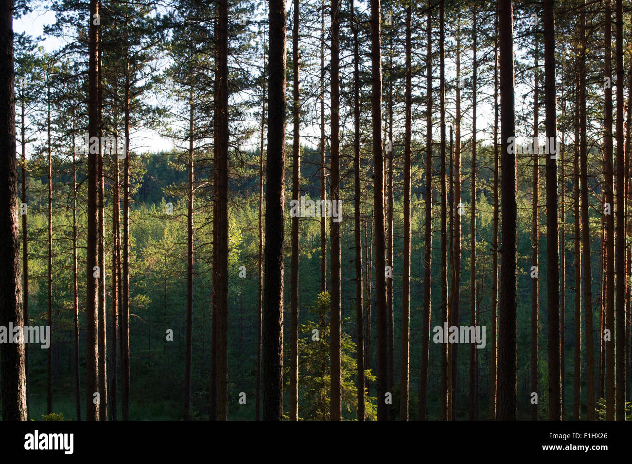 sunset at forest Stock Photo - Alamy