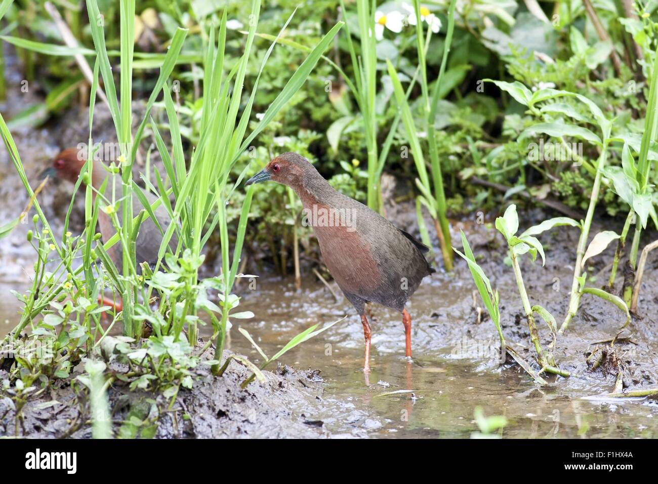 Ruddy crake hi-res stock photography and images - Alamy