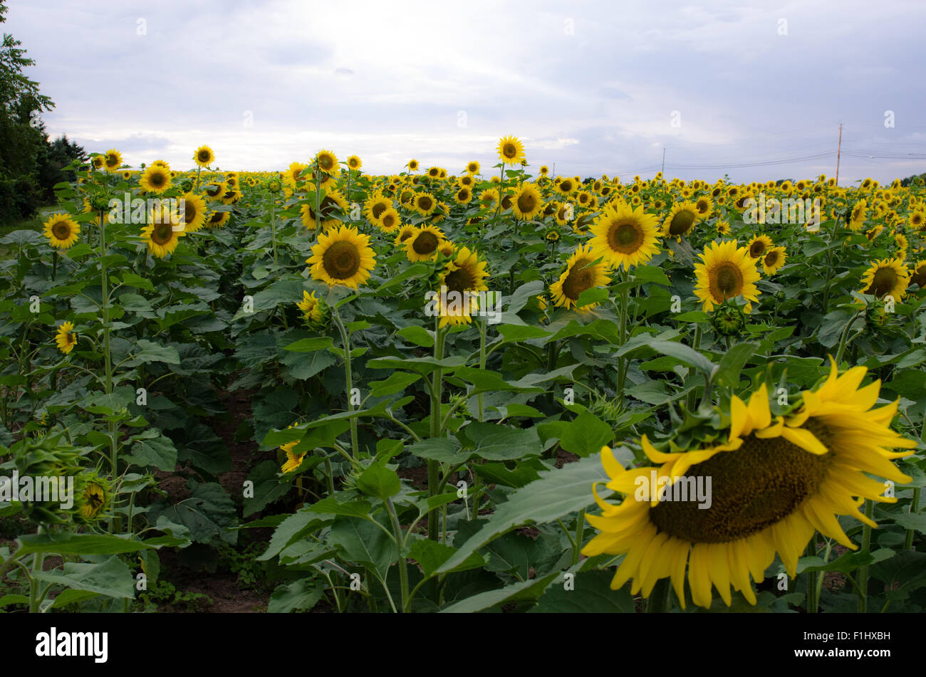 Field of sunflowers evening sun Stock Photo