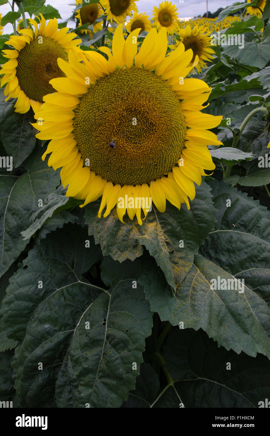 Close up of Sunflower plant in farm field. Stock Photo