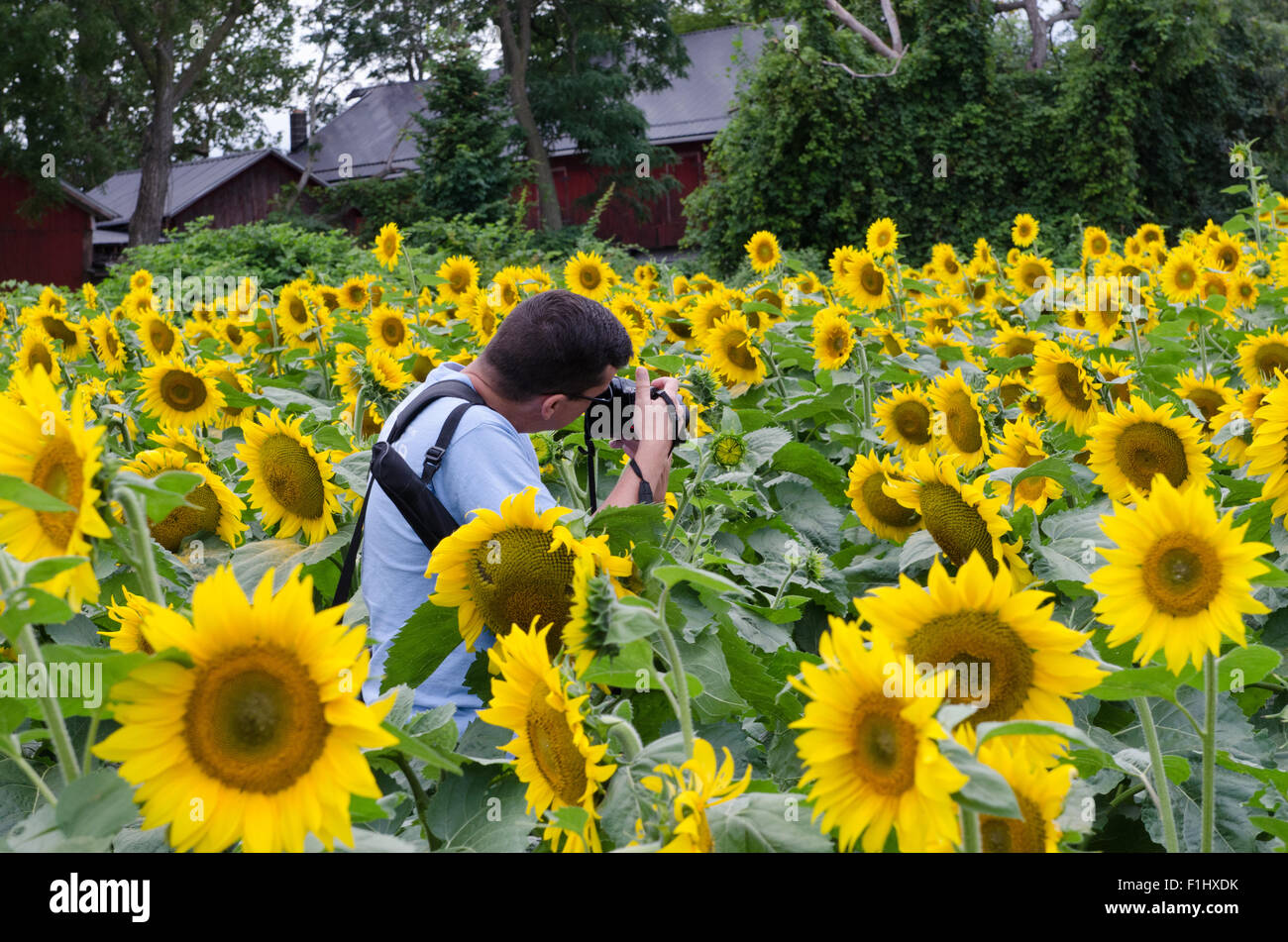 Man taking picture of Sunflower field with SLR camera. Stock Photo