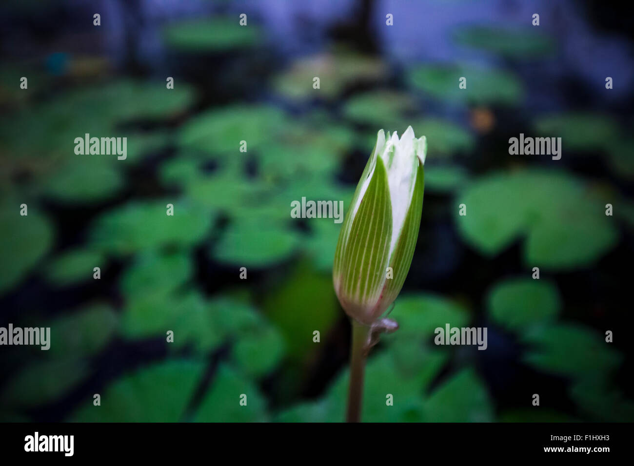 White lotus bud in a lake in Bombay surrounded by lotus leaves. Stock Photo