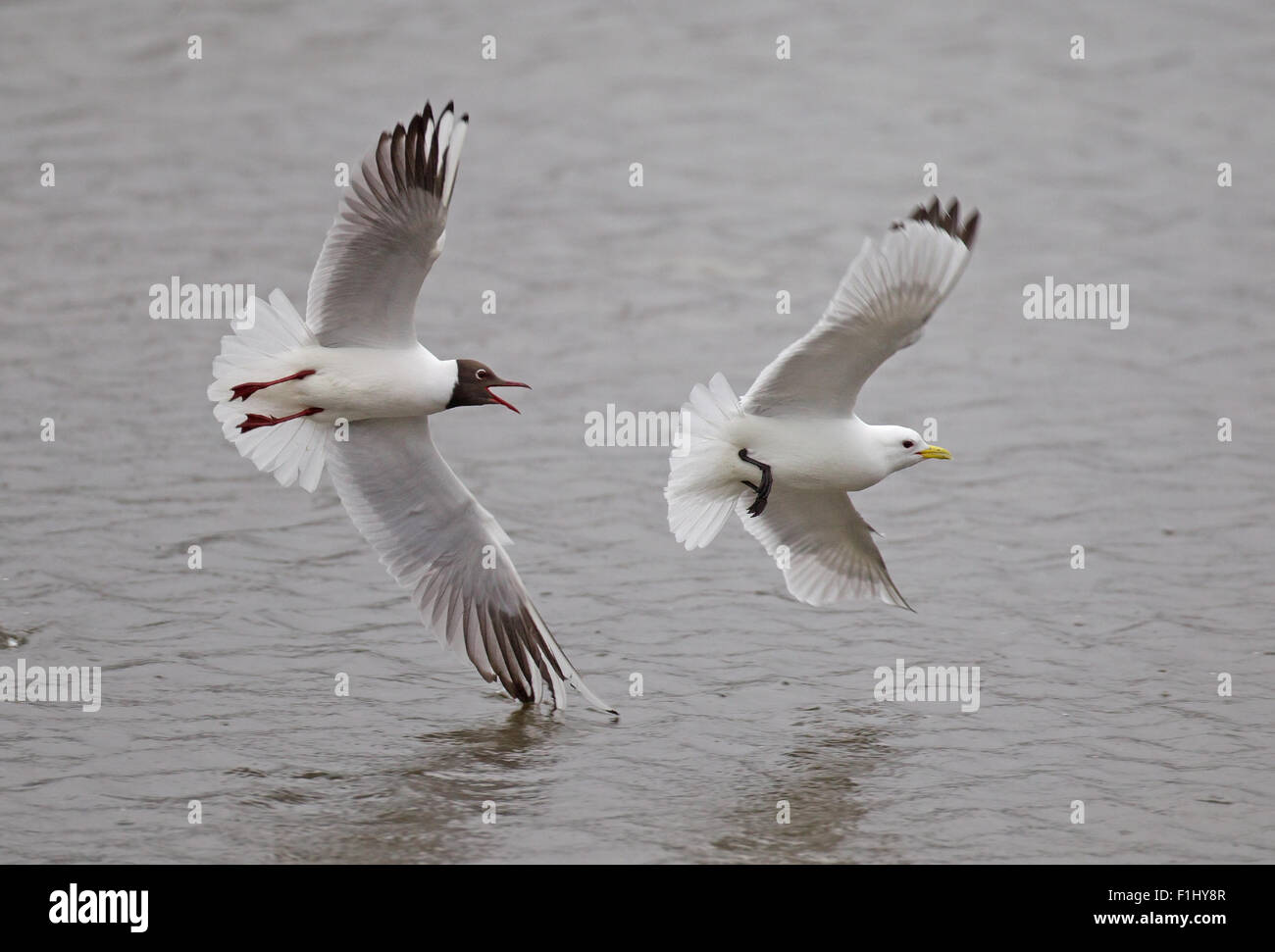Kittiwake being harassed by a Black-headed Gull on a Welsh freshwater lake Stock Photo