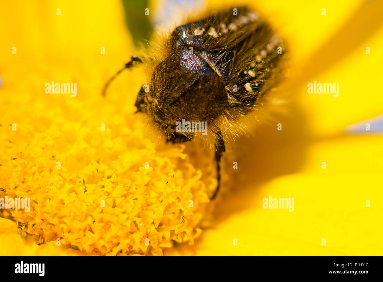 bud yellow flower macro bee Stock Photo