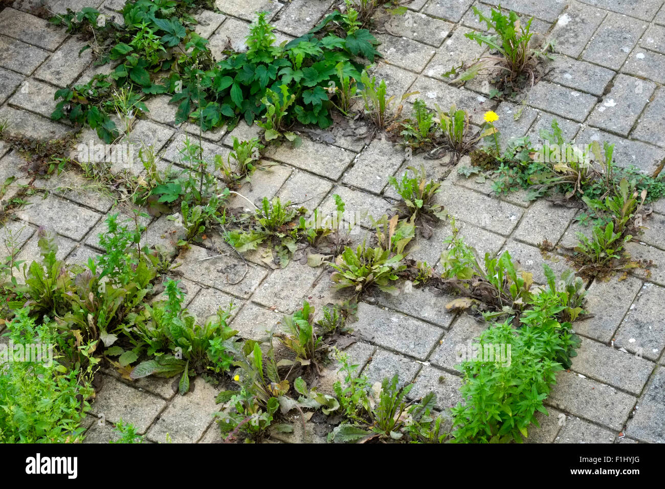 Growing between paving stones hires stock photography and images Alamy