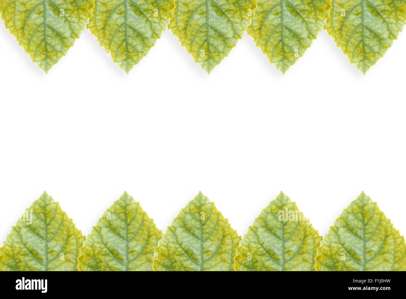 green leaves border on white background Stock Photo - Alamy