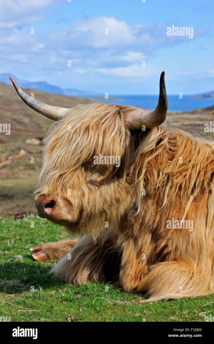 Highland cow (Bos taurus) close up portrait in the Scottish Highlands, Scotland, UK Stock Photo