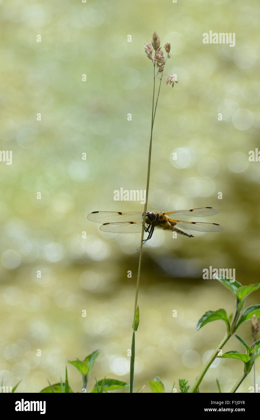 Distant Four Spotted Chaser Dragonfly on a reed Stock Photo