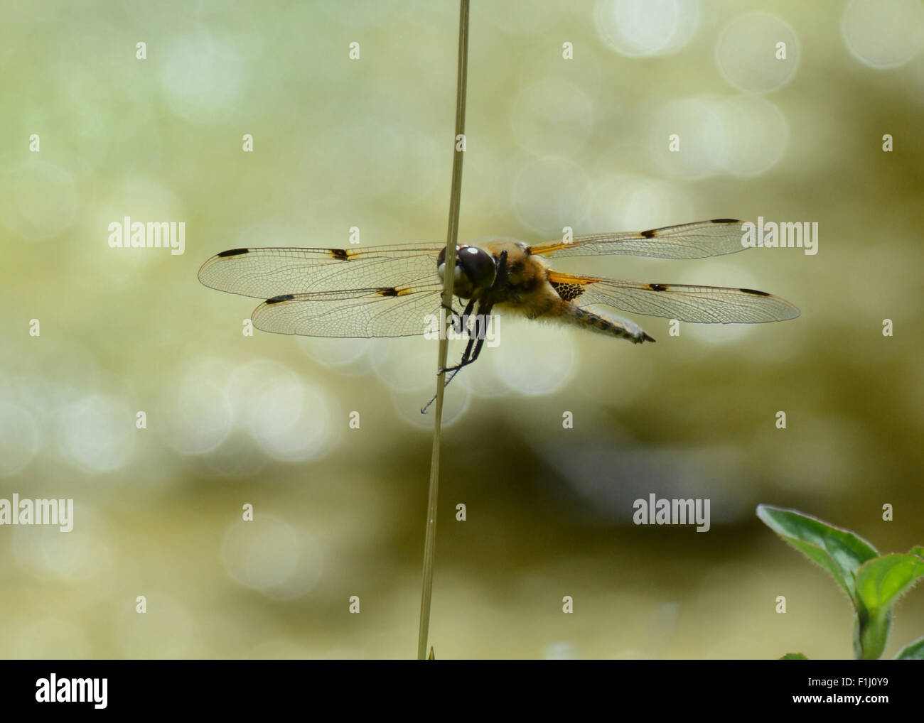 Four Spotted Chaser Dragonfly on a reed Stock Photo