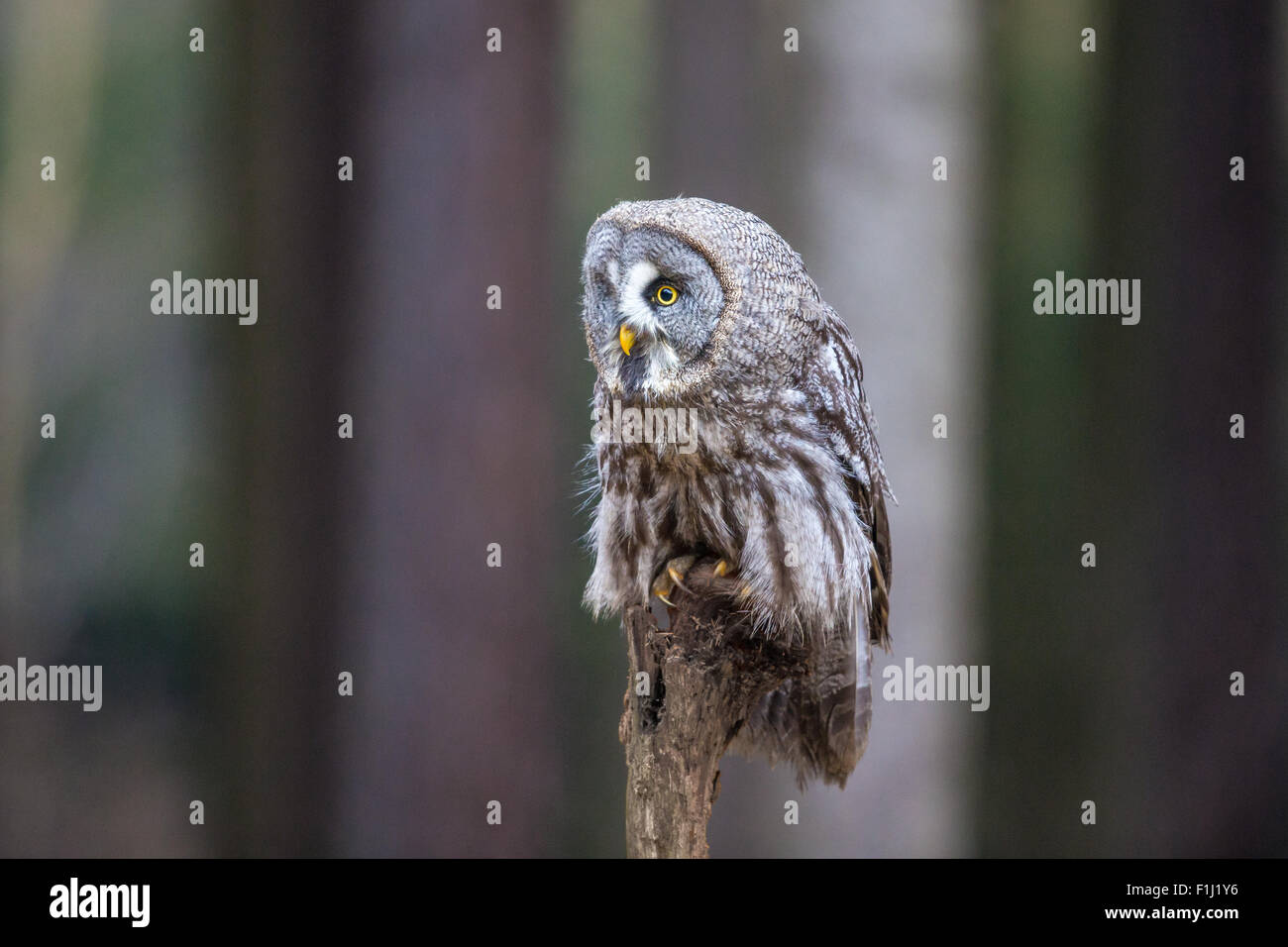 Great Grey Owl (Strix nebulosa) perching on a tree stump in a forest Stock Photo