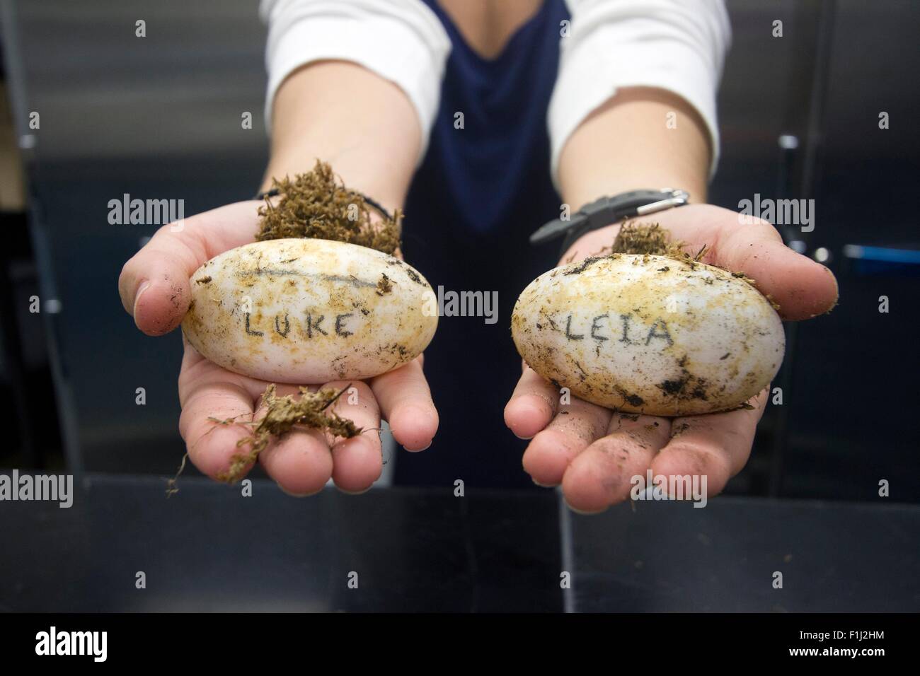 A researcher holds Alligator eggs marked Luke and Leia during their incubation period inside a laboratory at NASA's Kennedy Space Center Ecological Program July 9, 2015 a Cape Canaveral, Florida. The reptiles were hatched in the lab and will be returned to their nesting site for introduction back into the wild. Stock Photo