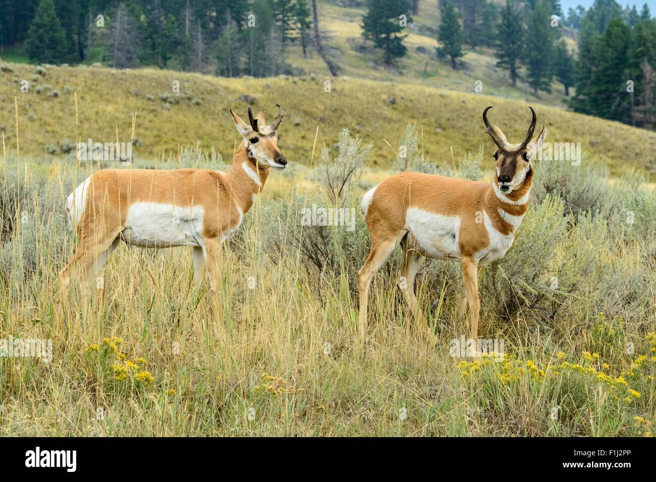 Photograph of a Pronghorn Antelope at Yellowstone National Park, Wyoming Stock Photo