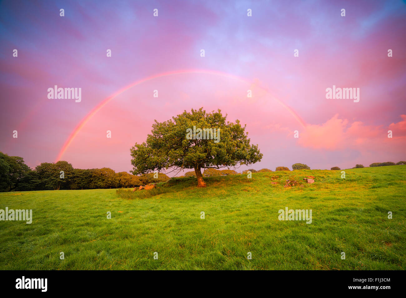 A dramatic sunset rainbow over a tree in the Preseli Hills, Wales. Stock Photo