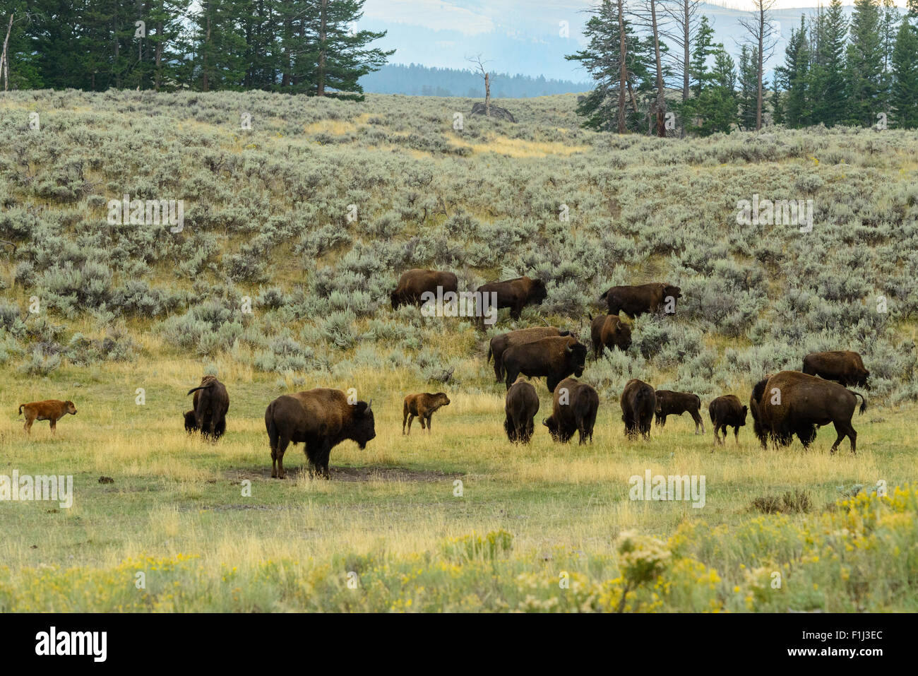 Images of the buffalo herd from Hayden Valley, in Yellowstone National Park, WY. Stock Photo