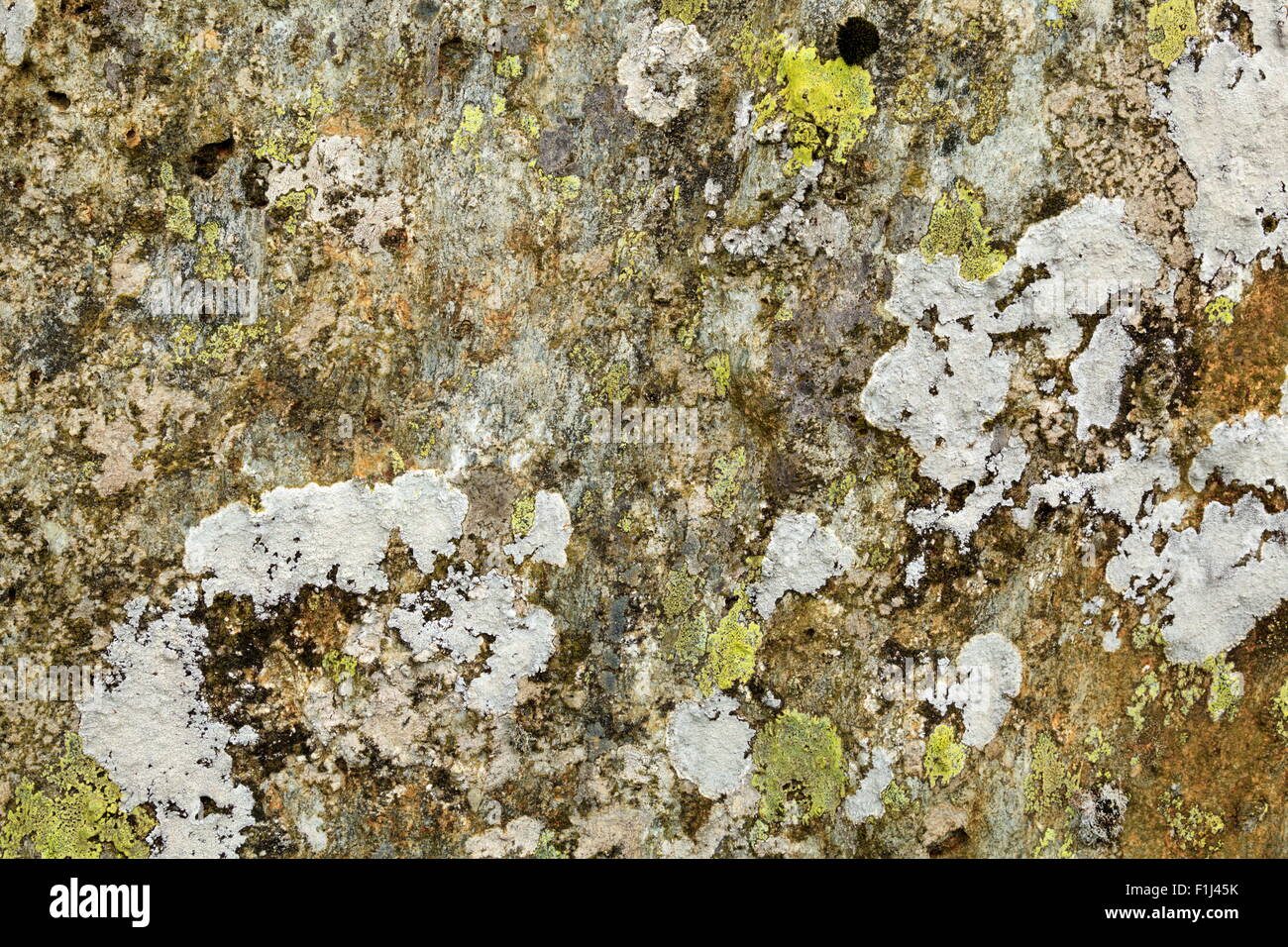 Lichen covered rock Stock Photo - Alamy