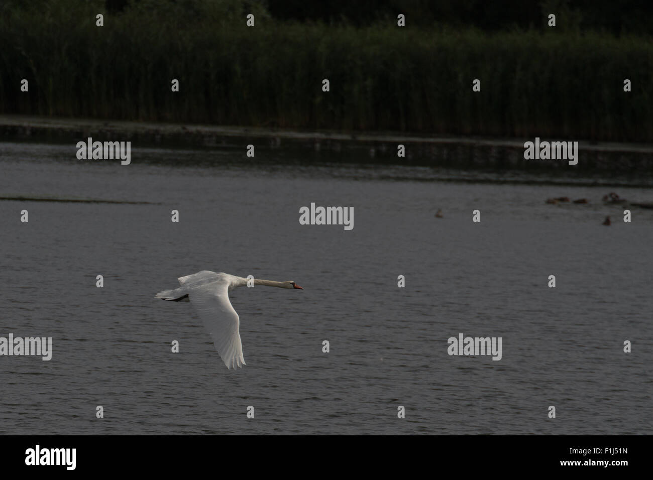 Mute swan flying Stock Photo