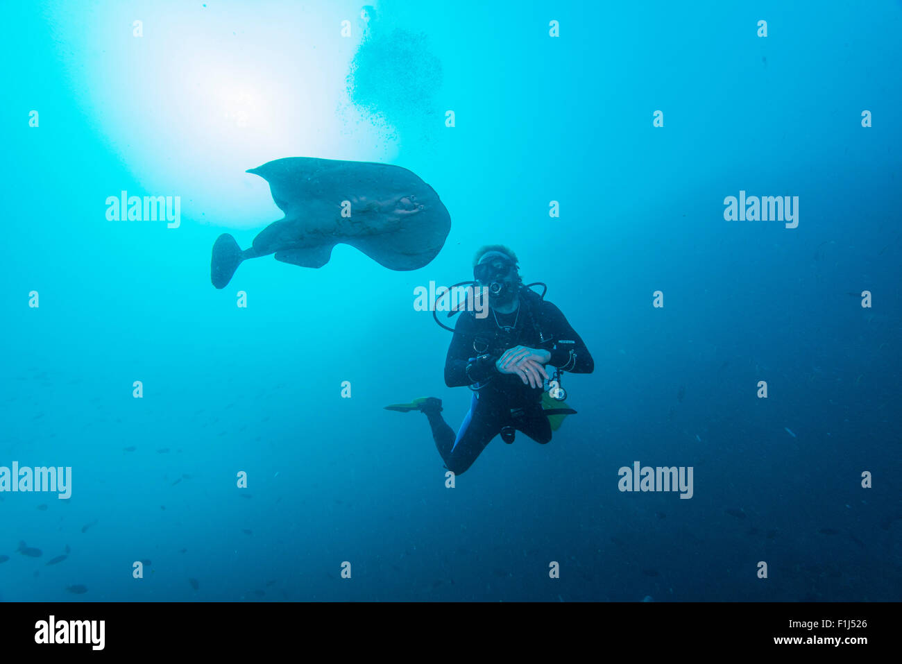 A pacific electric ray with a scuba diver in a marine protected area in California Stock Photo