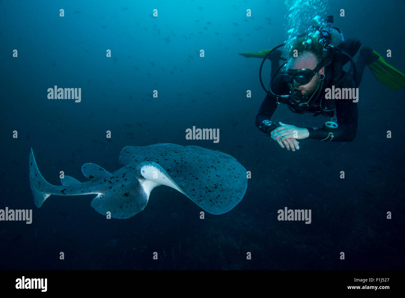 A diver with a pacific electric ray  Tetronarce californica in california Stock Photo
