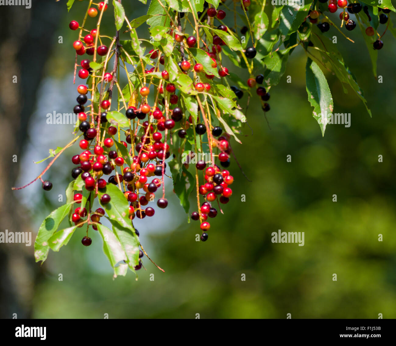 Low hanging fruit Stock Photo Alamy