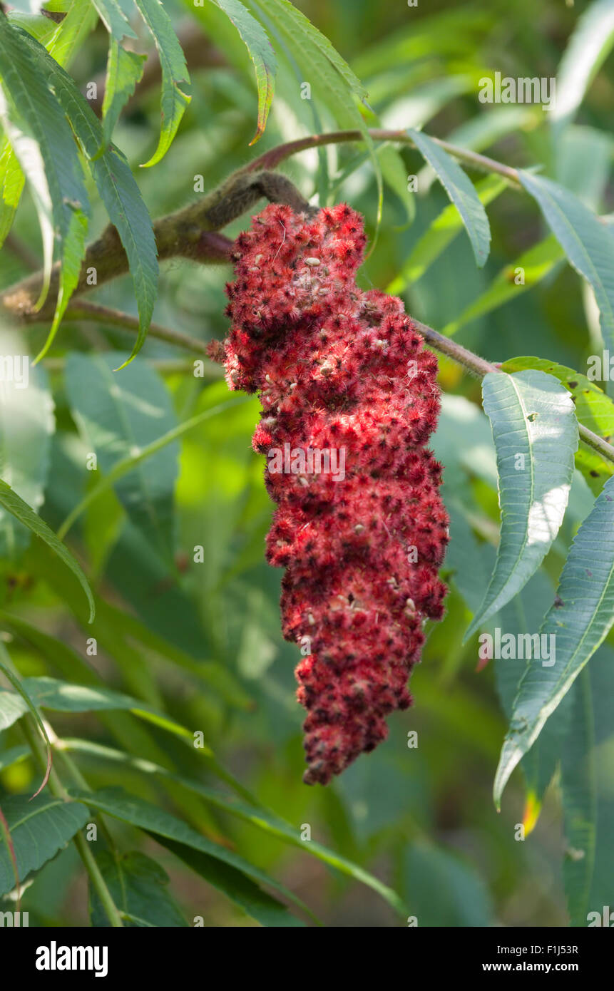 Hairy sumac hires stock photography and images Alamy