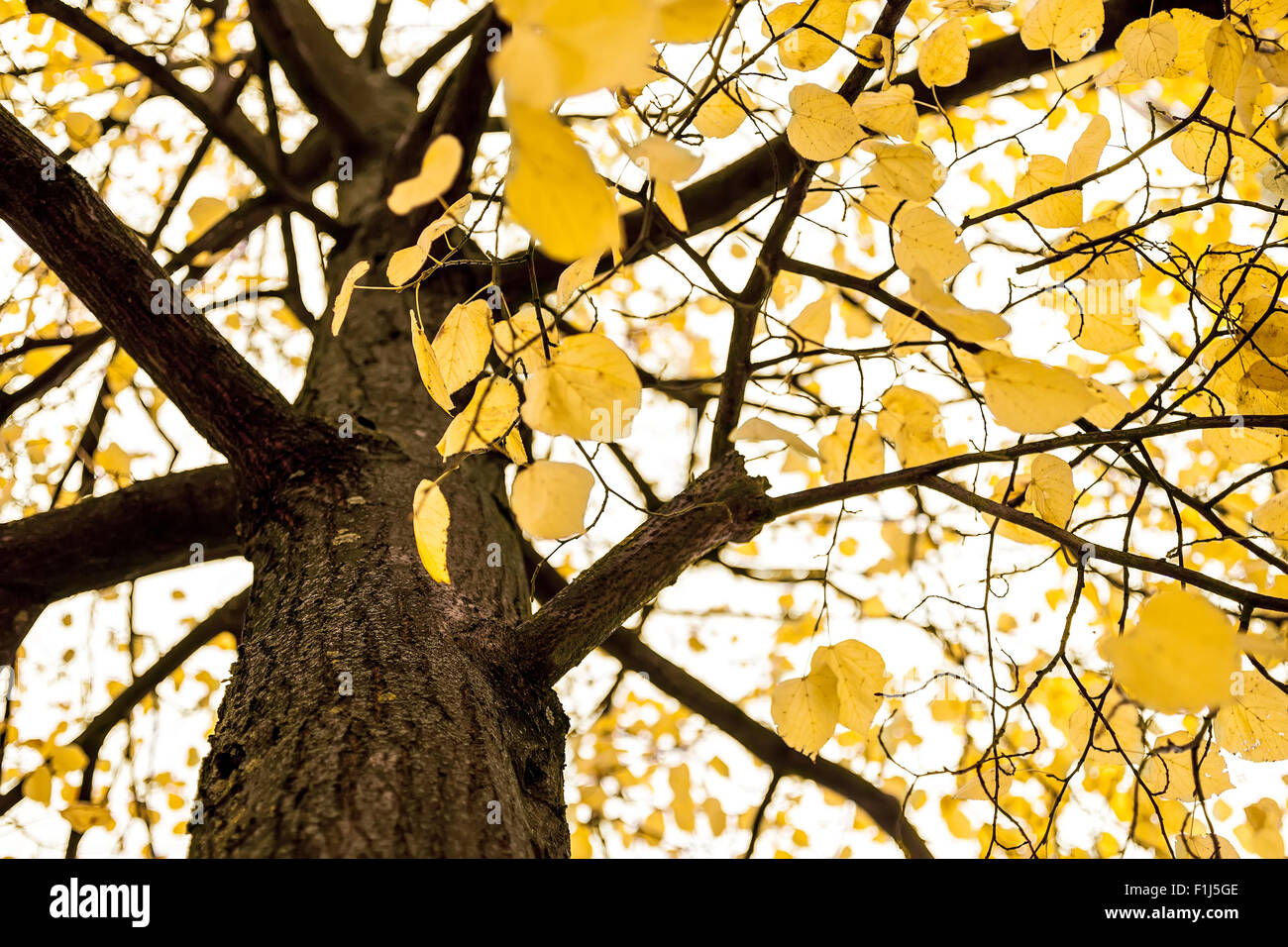 Yellow leaves on the tree hi-res stock photography and images - Alamy