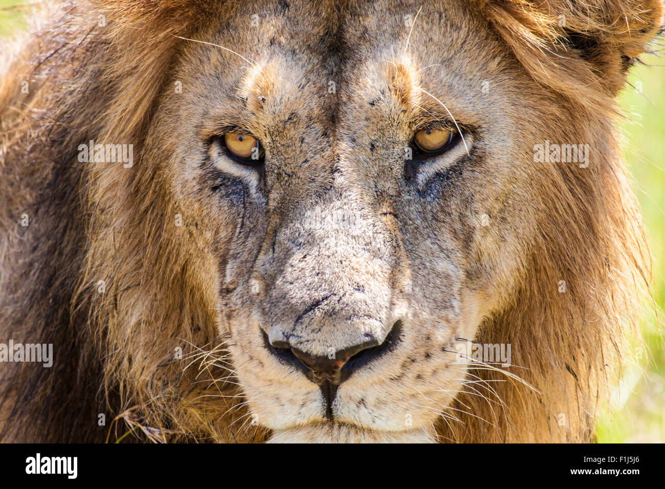 Male Lion Portrait - Serengeti National Park, Tanzania, Africa Stock Photo