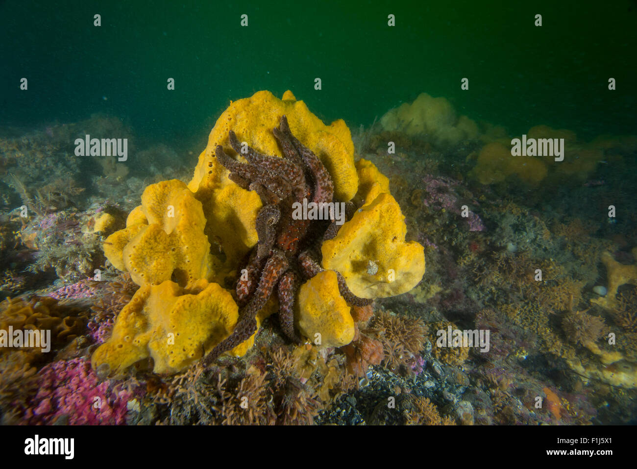 A sunflower star Pycnopodia helianthoides feeding on a yellow sponge of a rocky reef in Alaska Stock Photo