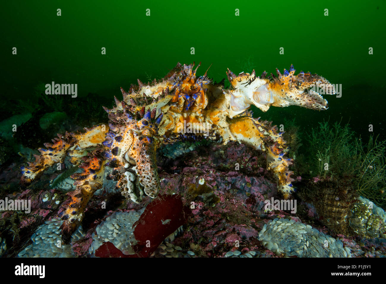 A Puget Sound king crab Lopholithodes mandtii in Alaska Stock Photo Alamy