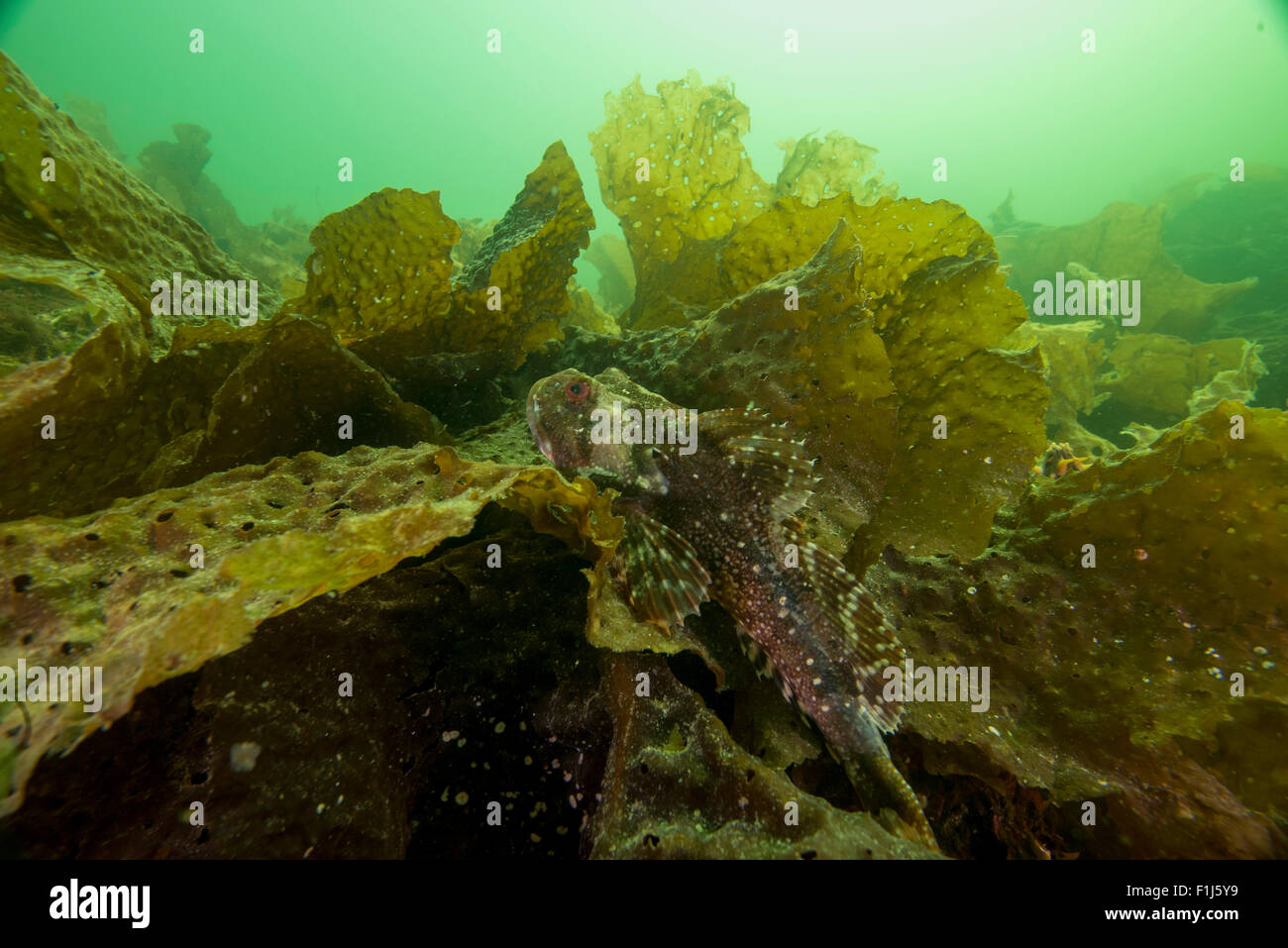 A great sculpin Myoxocephalus polyacanthocephalus rests amidst brown algae in Alaska Stock Photo