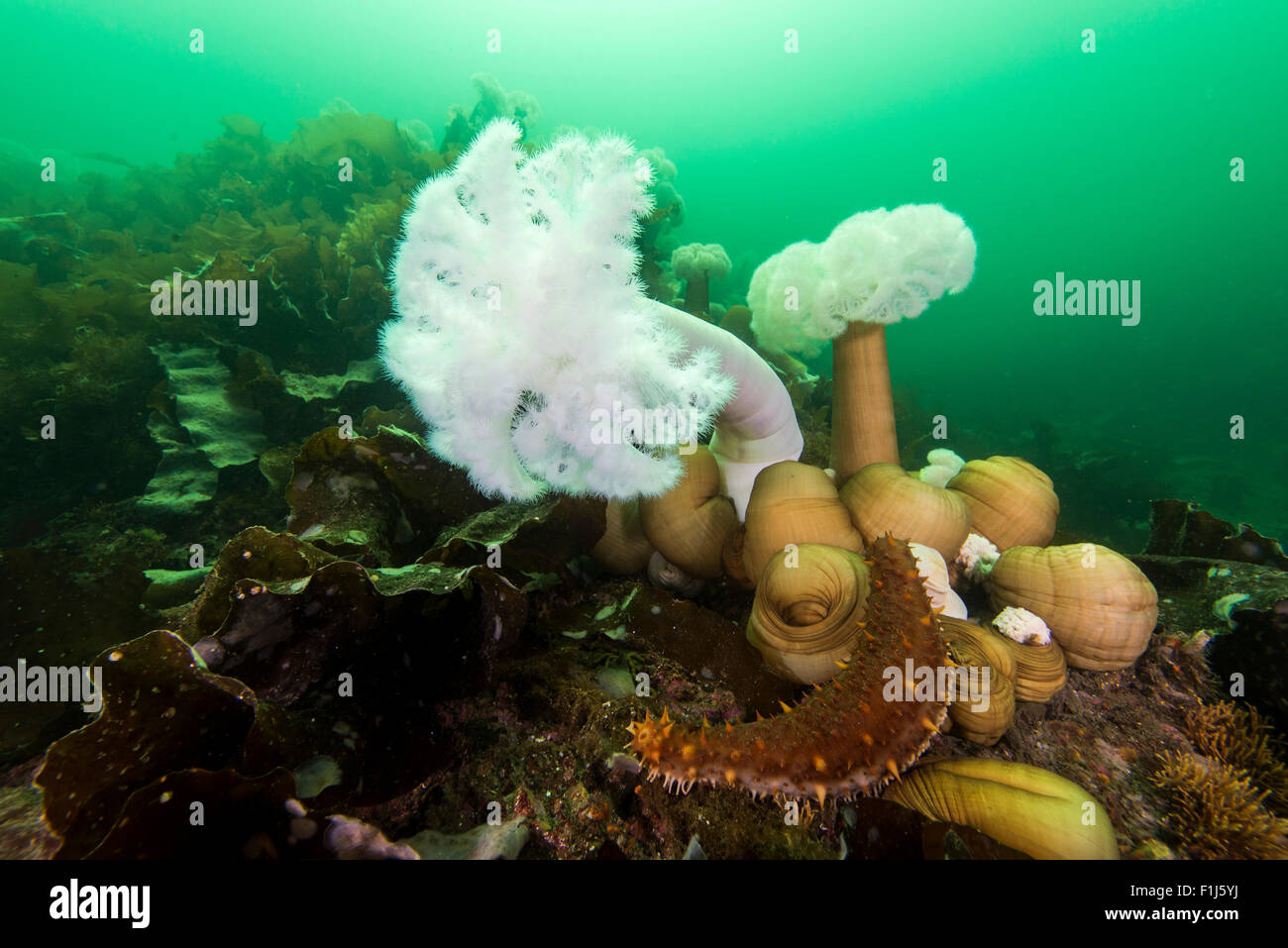 Plumose anemone with warty sea cucumber on a rocky reef in Alaska Stock Photo