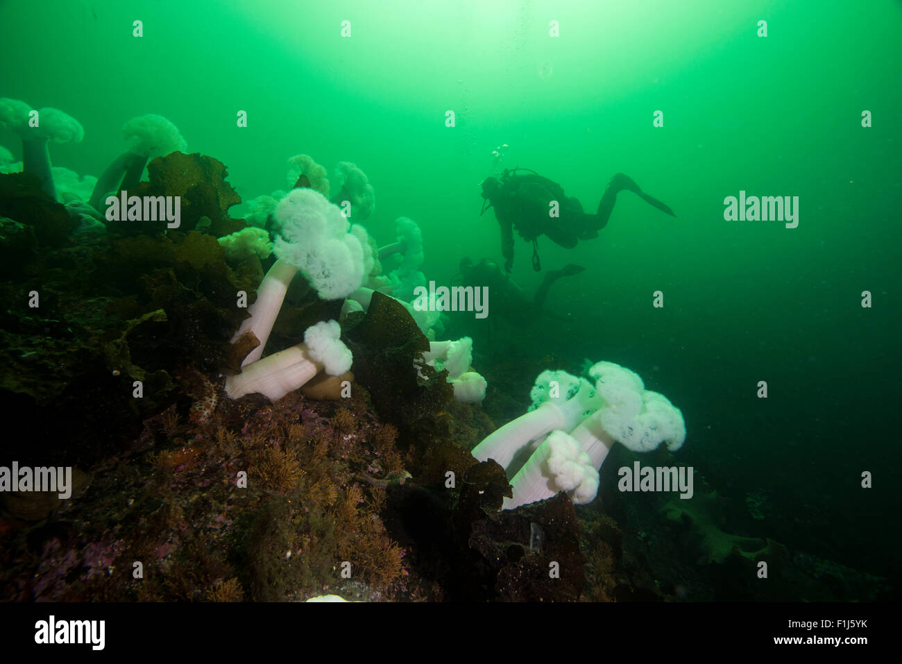 Plumose anemone, Metridium senile, with distant scuba divers in Alaska Stock Photo