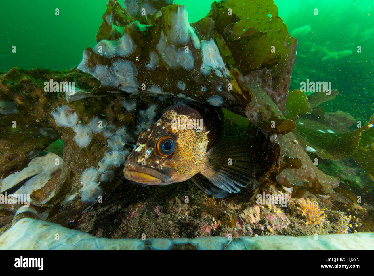 A quillback rockfish Sebastes maliger hides amongst the algae in Alaska Stock Photo