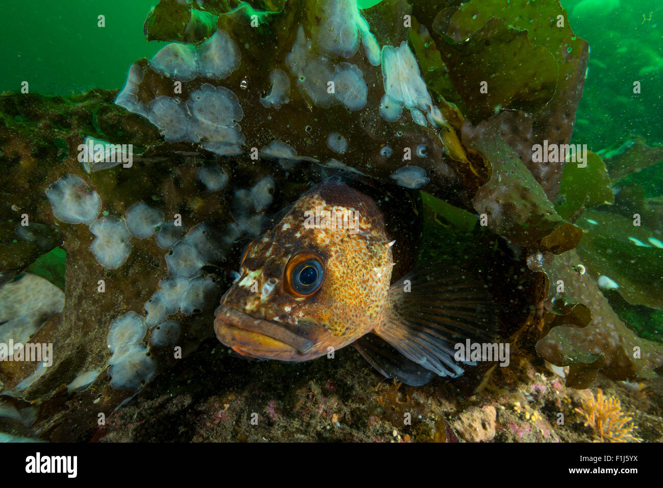 A quillback rockfish Sebastes maliger hides amongst the algae in Alaska