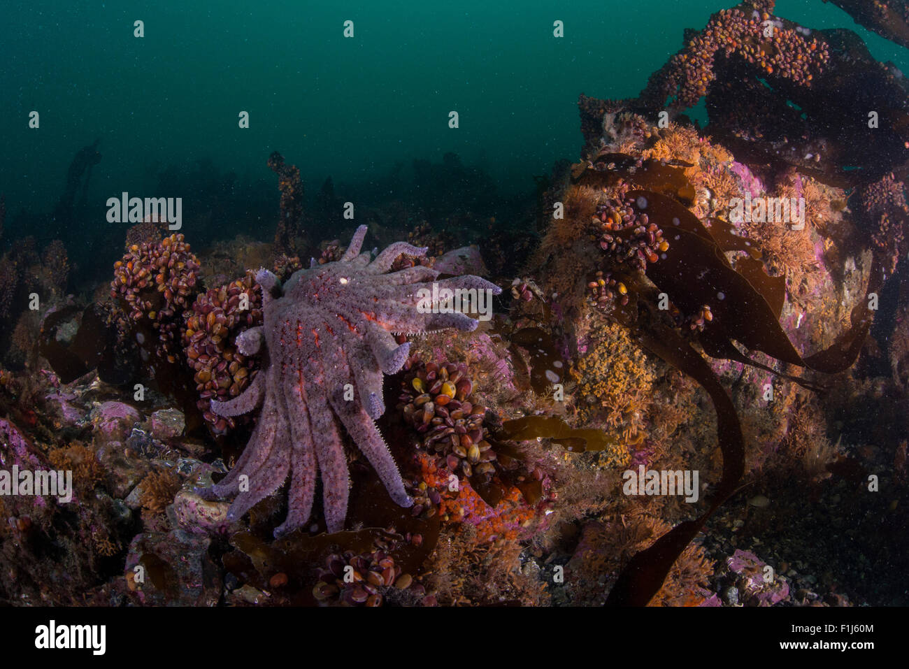 A sunflower star Pycnopodia helianthoides on the bottom photographed in Alaska Stock Photo