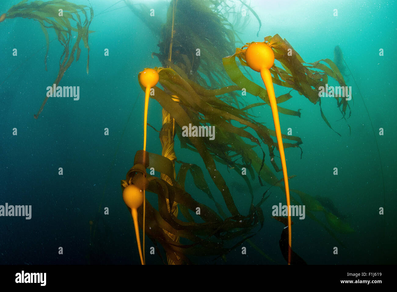A stand of bull kelp Nereocytis luetkeana showing the floating bulb called a pneumatocyst Stock Photo