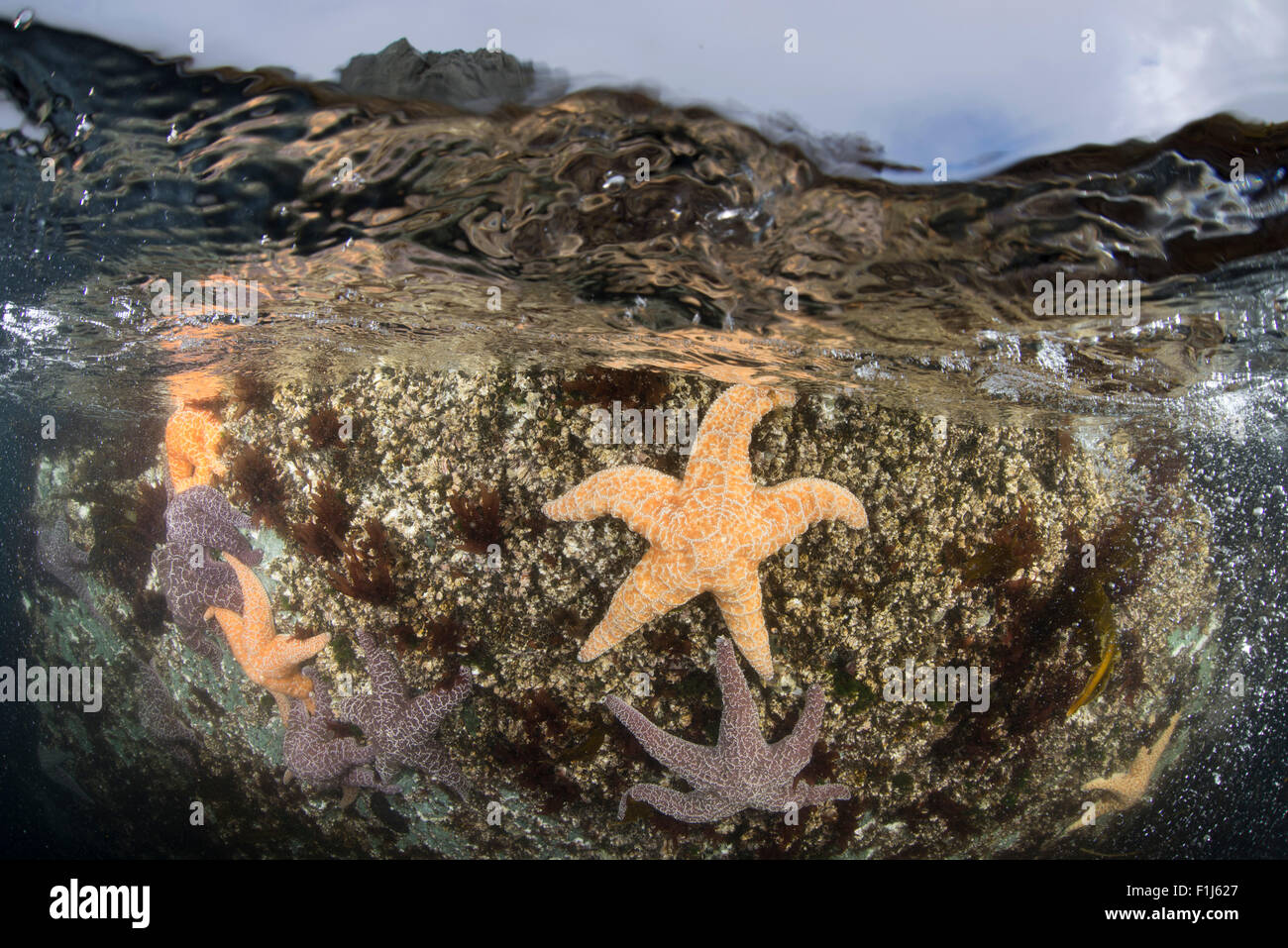 Over under, split shot of ochre sea stars, Pisaster ochraceus, in the intertidal in Alaska Stock Photo