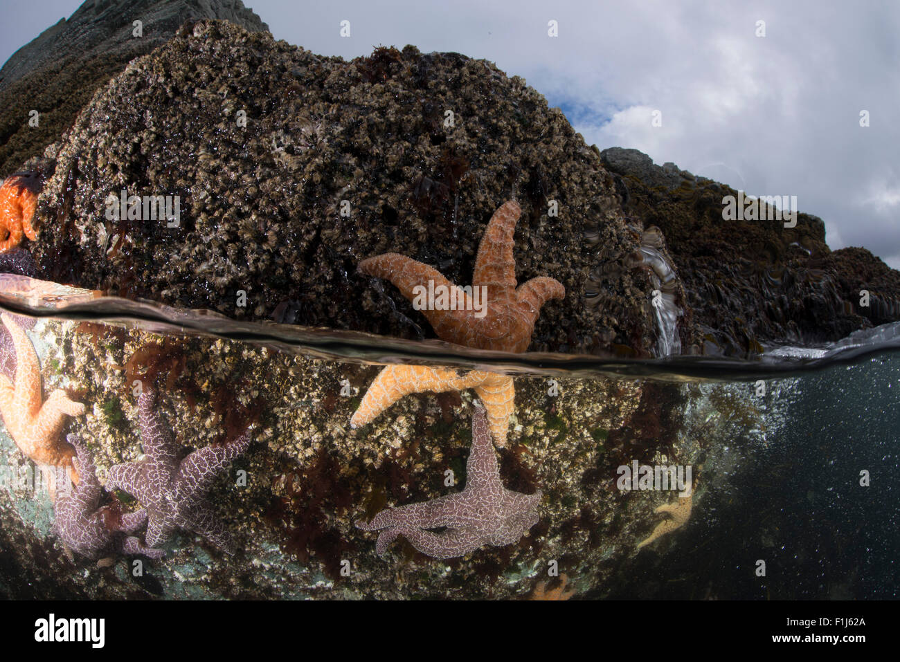Over under, split shot of ochre sea stars, Pisaster ochraceus, in the intertidal in Alaska Stock Photo
