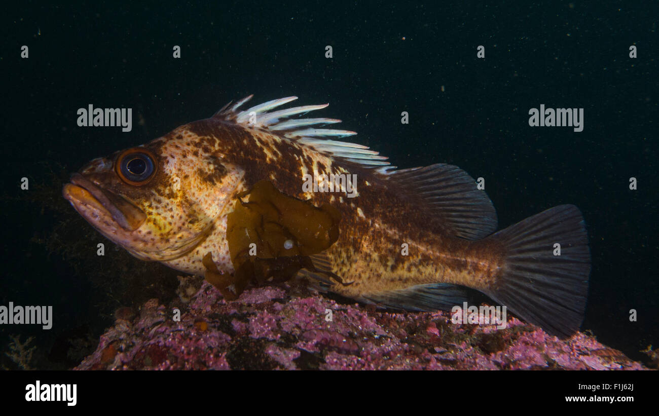 A quillback rockfish Sebastes maliger Stock Photo Alamy