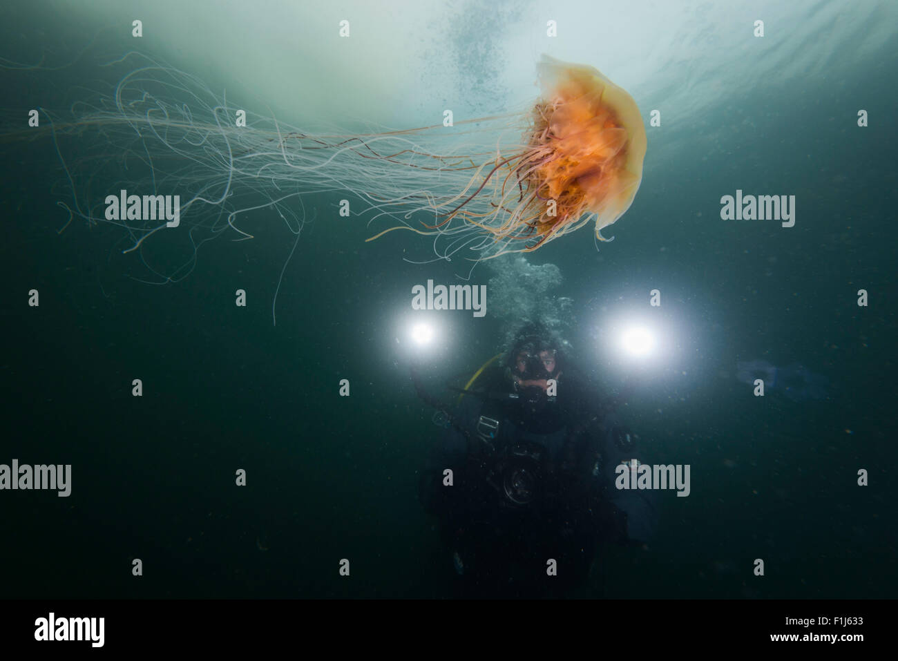 A diver with a lion's mane jellyfish, Cyanea capillata, in Alaska Stock Photo