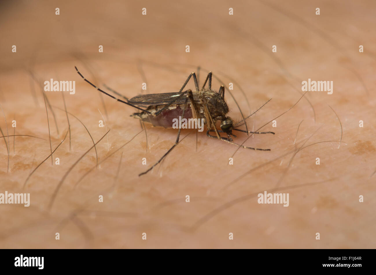 A parasitic mosquito bites the freckled arm of a person.  Some mosquitoes carry malaria and other diseases. Stock Photo