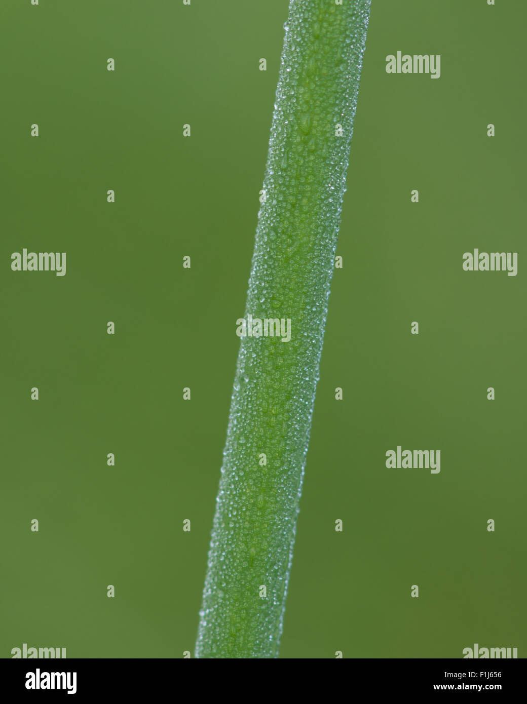 Tiny dew droplets collect on a single stem of bulrush (Scirpus sp) plant in a wetland. Stock Photo