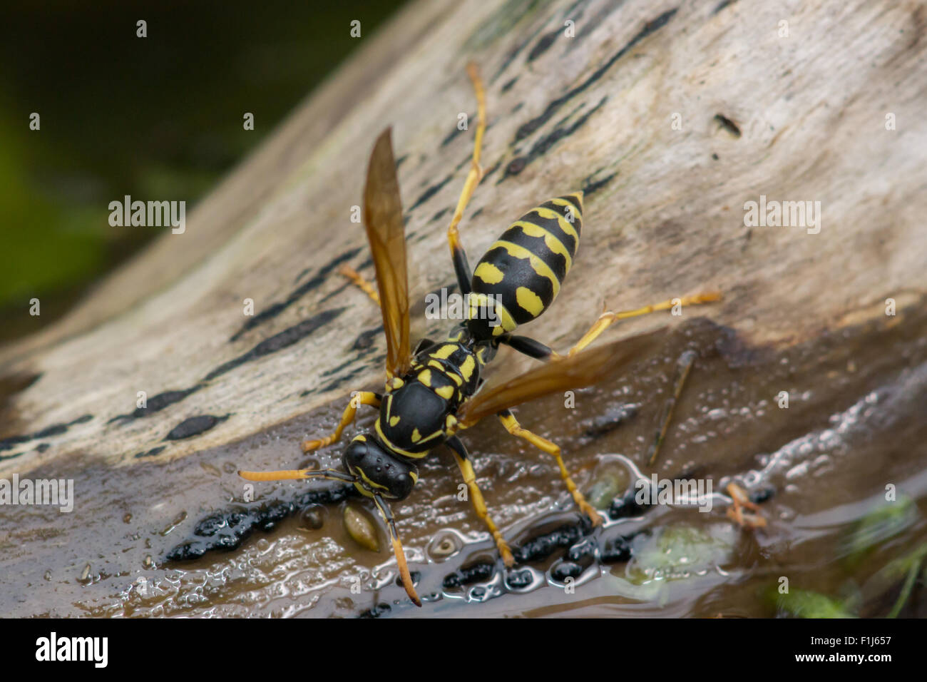 A yellowjacket wasp stops for a drink at a pond.  These wasps not only need drinking water, but also to make paper nests Stock Photo